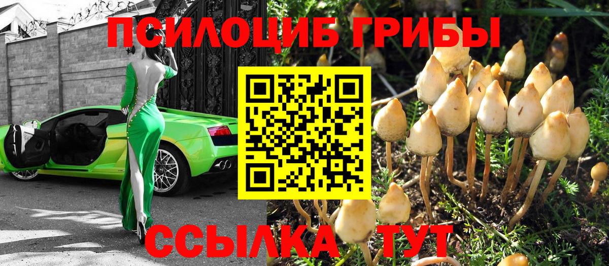 Галлюциногенные грибы Psilocybe  Вход с VPN  Аргун 
